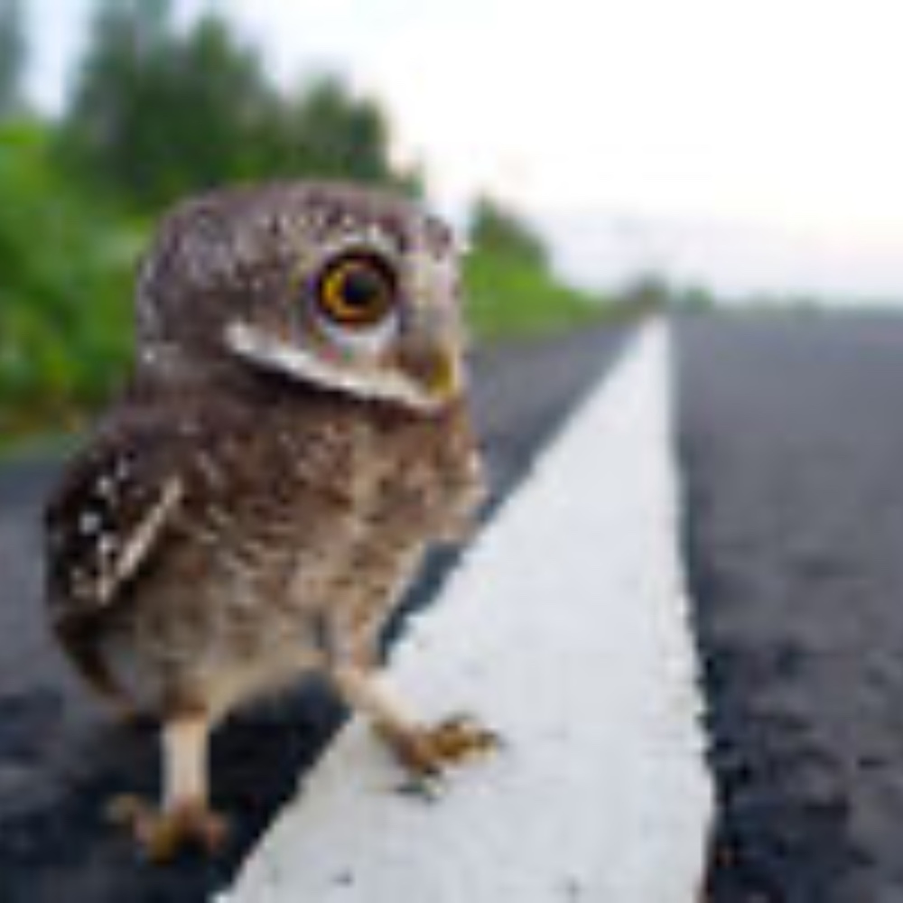 Meet your Posher, Jake